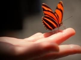 Чему мы можем научиться у бабочки 