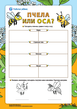 Пчела или оса: учимся сравнивать 